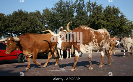 Cowboys et texane longue corne de bovins sur Exchange Avenue, Fort Worth Stockyards National Historic District Texas Octobre 2007 Banque D'Images