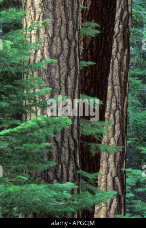 Pins dans Long Meadow Grove, Sequoia National Forest, la Sierra Nevada, en Californie, USA Banque D'Images