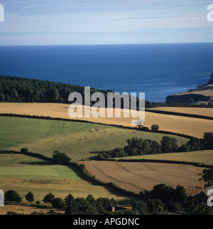 Vue sur la mer avec des terres agricoles côtières golden mûrs Devon Sidmouth forestiers bovins céréales Banque D'Images