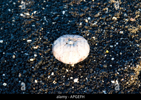 Coquille d'oursin de mer sur une plage de sable noir à Hawaï Banque D'Images