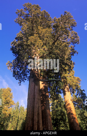 Le Séquoia géant dans le Black Mountain Grove, Sequoia National Forest, la Sierra Nevada, en Californie, USA Banque D'Images