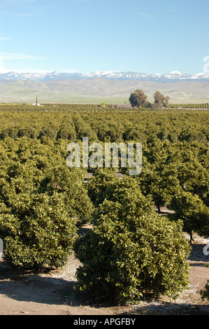 Verger d'agrumes vallée centrale de la Californie, USA Banque D'Images