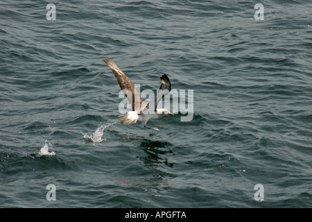 Albatros Salvins taking flight, Chili Banque D'Images