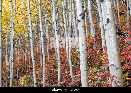 L'autoroute de l'Alaska le long de la rivière matanuska valley Glenn Banque D'Images