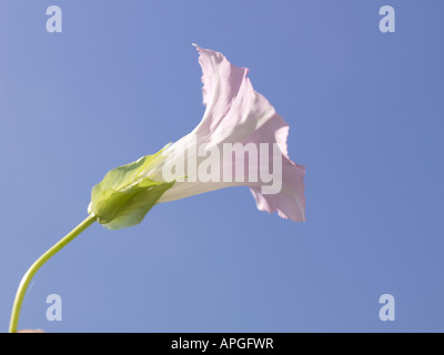 Horizontal de fleurs Banque D'Images