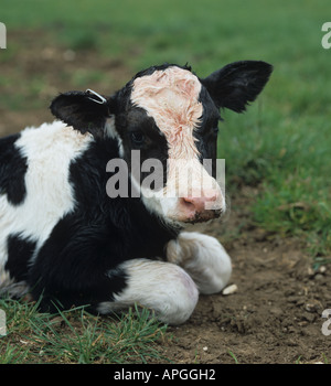 Face à une nouvelle naissance de veaux Holstein Friesian sanglante encore de la naissance Banque D'Images