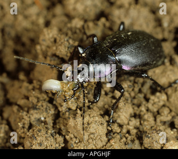 Coléoptère violet ou coléoptère de pluie (Carabus violaceus) se nourrissant d'une limace un ravageur terrestre actif, Devon, juin Banque D'Images