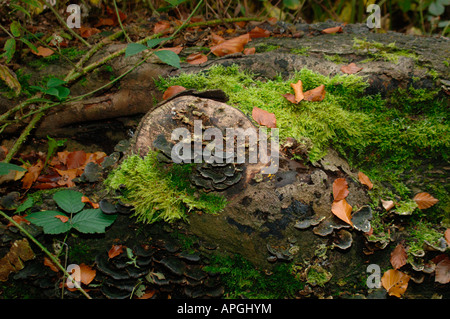 Les champignons, lichens, mousses poussant sur une souche d'arbre tombé. Banque D'Images