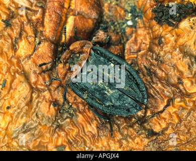 Un thoracium Oiceoptoma carrion beetle trouvés dans un crâne de moutons Banque D'Images