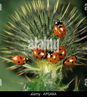 Sept ladybirds de spot (Coccinella septempunctata) se préparant à passer l'hiver sur une tête de chardon Banque D'Images