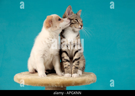 Jeune chiot kissing jeune chat Banque D'Images