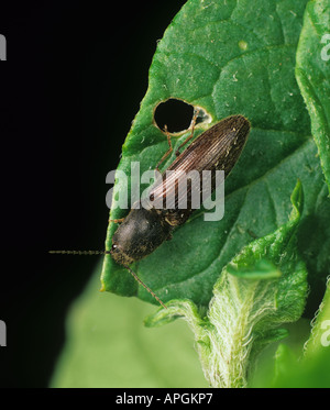 Un coléoptère Athous haemarrhodalis cliquez sur une feuille Banque D'Images