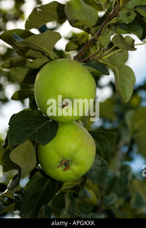 Deux pommes vertes dans la branche de l'arbre Banque D'Images