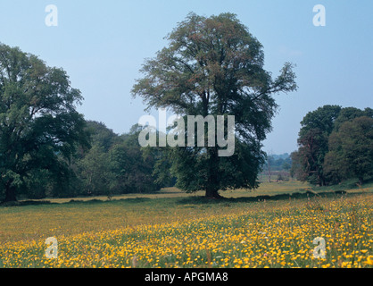 English Elm Ulmus procera & Buttercup Meadow Banque D'Images