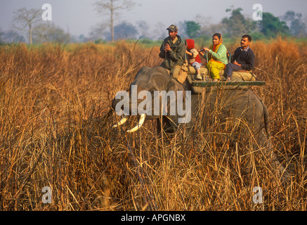 L'exécution d'éléphants domestiqués les touristes en safari dans le parc national de Kaziranga, Assam, Inde Banque D'Images