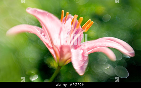Horizontal de fleurs Banque D'Images