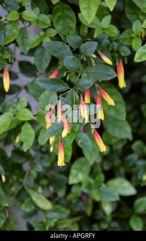 Red Wing, Heteropterys glabra, famille Malpighiaceae. Membre de la famille à partir de la Barbade Cherry Paraguay, Argentine et Uruguay. Banque D'Images