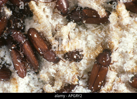 Tribolium brun de la farine Tribolium confusum sur les débris de grains Banque D'Images