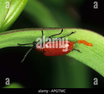 Lily beetle Lilioceris lilii femme portant ses oeufs sur des feuilles de lis Banque D'Images