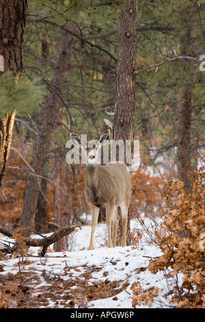 Belle doe deer dans une scène d'hiver du Colorado magique Banque D'Images