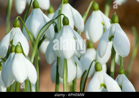 Grappe de gros plan en perce-neige Galanthus - Mme Backhouse Banque D'Images