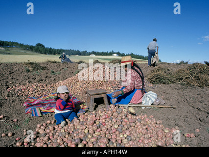 Une famille de descendants d'Indiens Qetchua l'Inca creuser les pommes de terre sur une petite ferme d'altitude dans les montagnes des Andes Banque D'Images