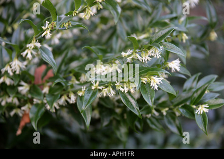 Sarcococca confusa, fort douce, Buxaceae Banque D'Images