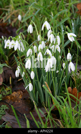 Gouttes de neige, Galanthus nivalis, Amaryllidaceae Banque D'Images