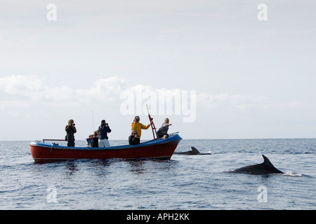 Les touristes sur une tour d'observation des baleines Banque D'Images