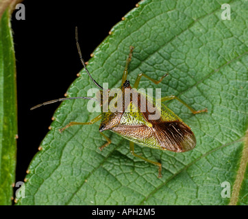 Un insecte de l'épine (Acanthosoma hémorroidale) adulte Banque D'Images
