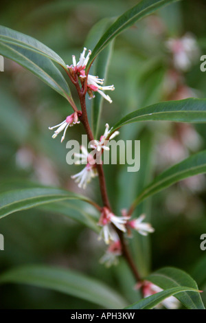 Boîte de Noël aka Sweet Box Sarcococca Hookeriana var digyna Buxaceae Banque D'Images