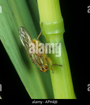 Une bouse jaune fly Scathophaga stercoraria Banque D'Images