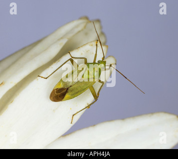 La pomme de terre adultes (capside Calocoris norvegicus) sur un pétale de fleur marguerite Banque D'Images