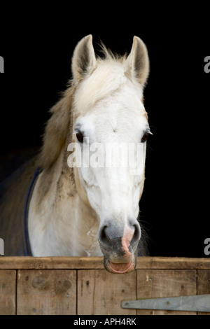 Libre d'un cheval blanc sur fond noir, derrière une porte de l'écurie en bois. Banque D'Images