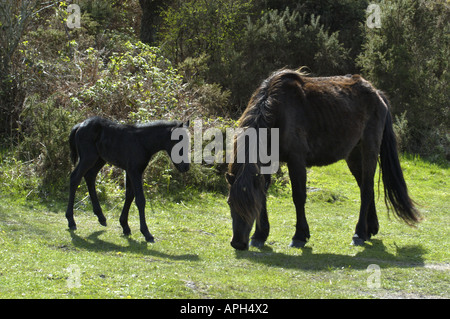 Poney Dartmoor poulain et de la mère dans le parc national du Dartmoor Devon, Angleterre Banque D'Images