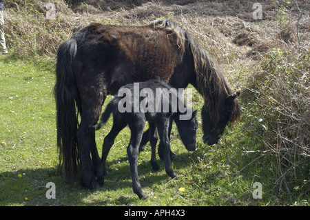 Poney Dartmoor poulain et de la mère dans le parc national du Dartmoor Devon, Angleterre Banque D'Images