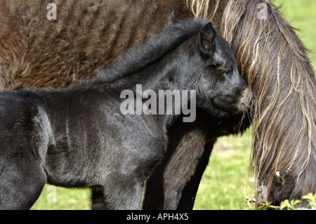 Poney Dartmoor poulain et de la mère dans le parc national du Dartmoor Devon, Angleterre Banque D'Images