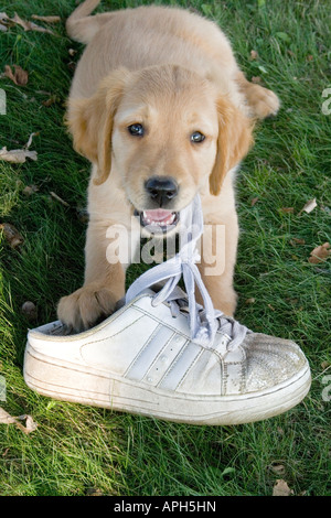 Chiot golden retriever (AKC) à mâcher sur chaussure de tennis Banque D'Images