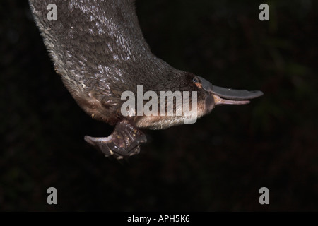 Ornithorynque, Ornithorhynchus anatinus Banque D'Images