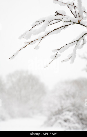 Neige scène forestiers avec une couverture de neige fraîche sur les branches Banque D'Images