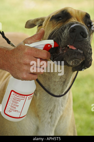 Chien Dogue Allemand Banque D'Images