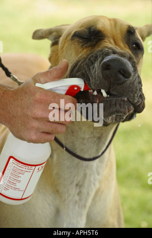 Chien Dogue Allemand Banque D'Images