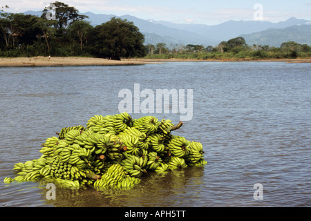 Les bananes cultivées biologiques on traverse la rivière Bribri Montagnes de Talamanca, Costa Rica Banque D'Images