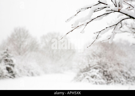 Neige scène forestiers avec une couverture de neige fraîche sur les branches Banque D'Images