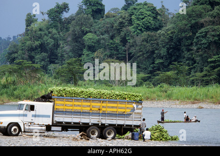 Les bananes cultivées biologiques on traverse la rivière Bribri Montagnes de Talamanca, Costa Rica Banque D'Images