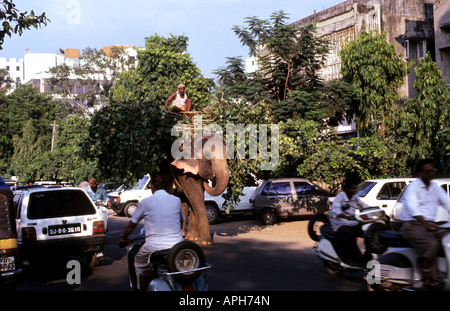 Un gros éléphant qui travaillent dans les rues de Ahmedhabad Banque D'Images