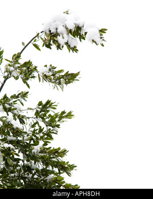 La neige sur les branches d'un arbre, isolé sur un fond blanc avec copie espace Banque D'Images