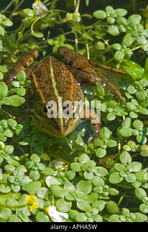 Piscine ibérique Frog (Rana perezi) Banque D'Images