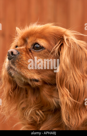 Un cavalier king charles Spaniel Ruby Banque D'Images