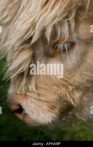 Près d'un veau Highland cattle, prises dans le Perthshire, en Écosse. Banque D'Images